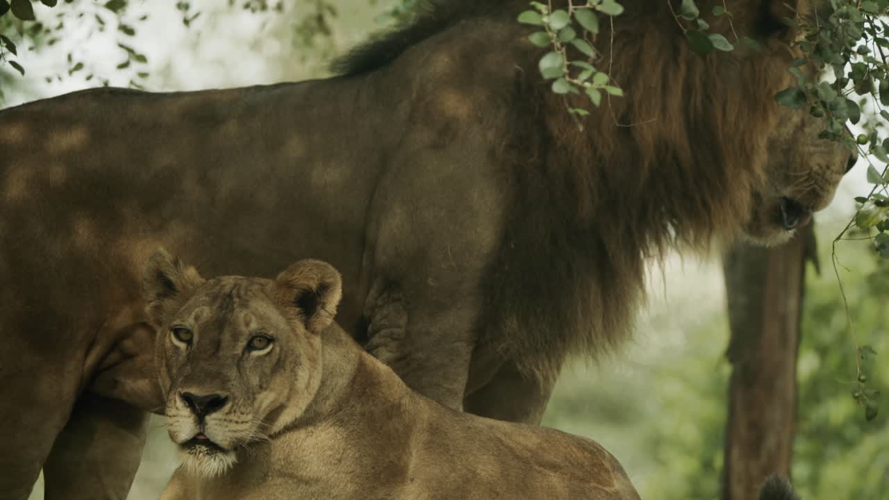 un gran león macho se acuesta al lado de una hermosa hembra, en una roca en la hierba alta