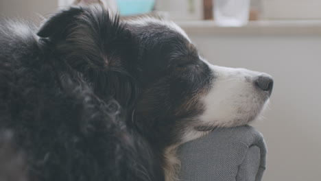 Medium-close-up-shot-of-a-dog-resting-his-head-on-the-armrest-of-a-chair-and-sleeping