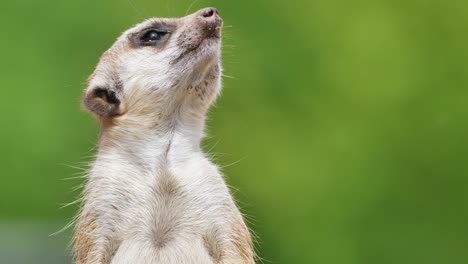 Meerkat-stands-upright-and-watches-the-sky-and-the-environment-for-natural-enemies