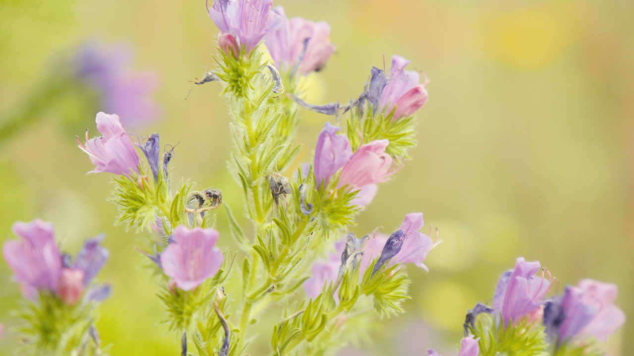 Humle flyr rundt på en sommereng med blomster i nærbilde 4K