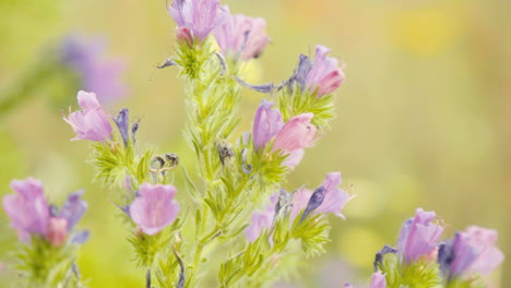 Hummel,-Die-Um-Ein-Feld-Von-Sommerwiesenblumen-Herumfliegt,-Nahaufnahme-4k