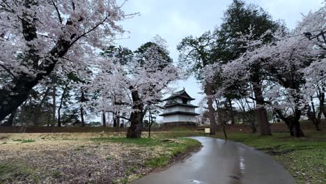 cherry blossoms in bloom at hirosaki castle on a peaceful spring day