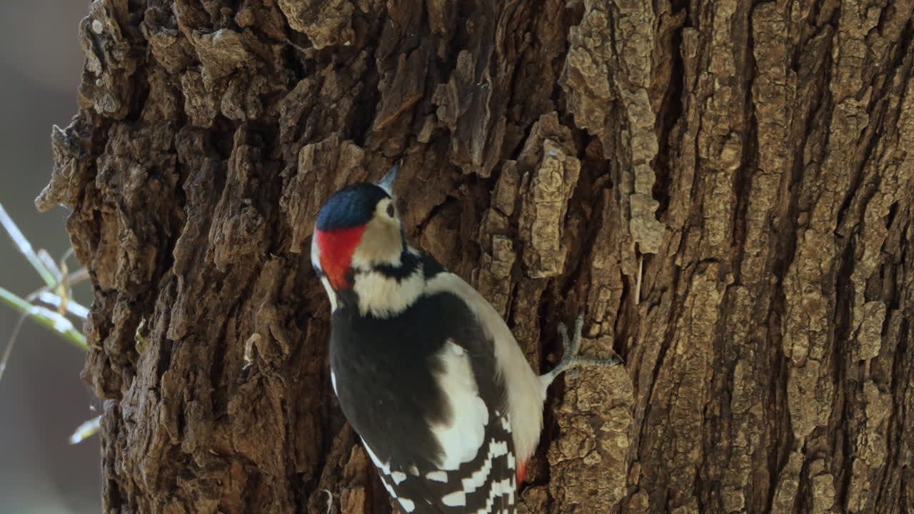 primer plano de un pájaro carpintero macho de gran mancha, picoteando la corteza de un enorme tronco de árbol en busca de insectos