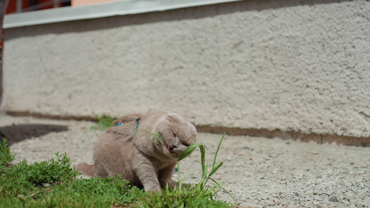 Kitten In Nature, Curious Cat Exploring Sunlit Meadow, Adventurous Young Cat Investigates Vibrant Outdoor Surroundings, Playful Kitten Inspects Sunlight And Greenery In Peaceful Outdoor Setting