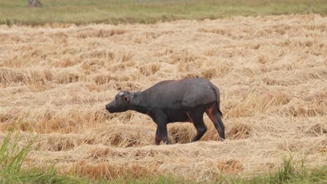 water buffalo, bubalus bubalis, 4k footage