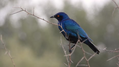 un hermoso estornino del cabo se sienta alto en un árbol en una rama delgada