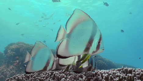 a small flock of longfin spadefish slowly floats along the reef