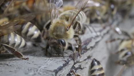 honey bees clean the entrance to their home