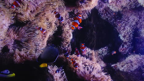 vertical shot of big family of clownfish swimming between anemones