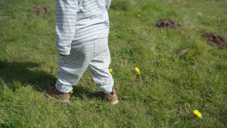 toddler boy walks on short grass in field through yellow flowers