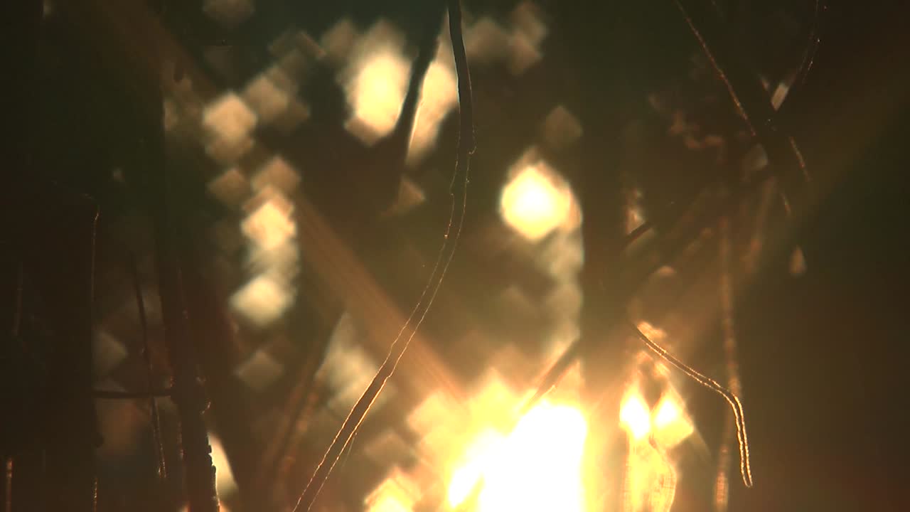 amanecer en el bosque