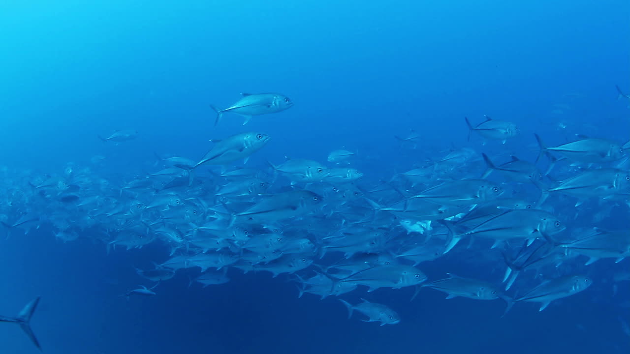 멕시코 다이빙 0 08