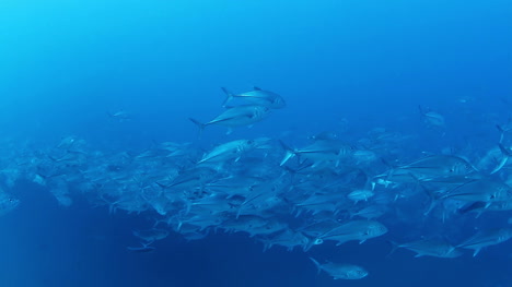 Buceo-en-México-0-08