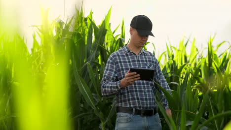 Junger-Männlicher-Agronom-Oder-Agraringenieur-Beobachtet-Grünes-Reisfeld-Mit-Digitalem-Tablet-Und-Stift-Für-Die-Agronomieforschung.-Landwirtschafts--Und-Technologiekonzepte