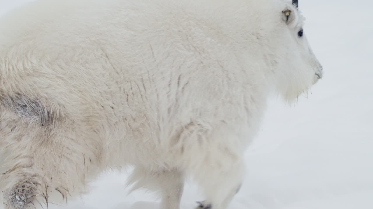 una cabra de montaña caminando por un campo nevado en yukon, canadá - de cerca