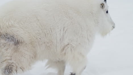 a mountain goat walking on snowy field in yukon, canada - close up
