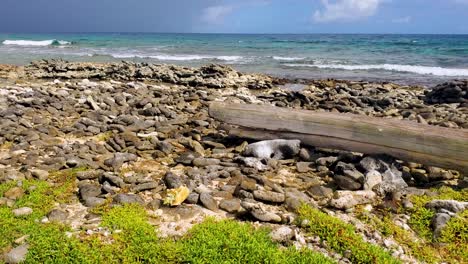 Unberührte-Strandlandschaft-Mit-Abgestorbenen-Bäumen,-Grünem-Seegras-Und-Wellen,-Die-Auf-Die-Riffbarriere-Schlagen