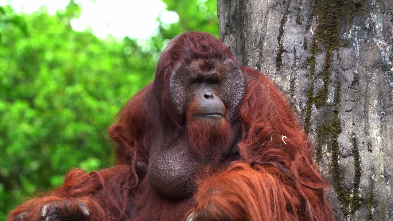 Bir ağaç tepesinde dinlenen erkek Borneo orangutanının (Pongo pygmaeus) yakın çekim görüntüsü.