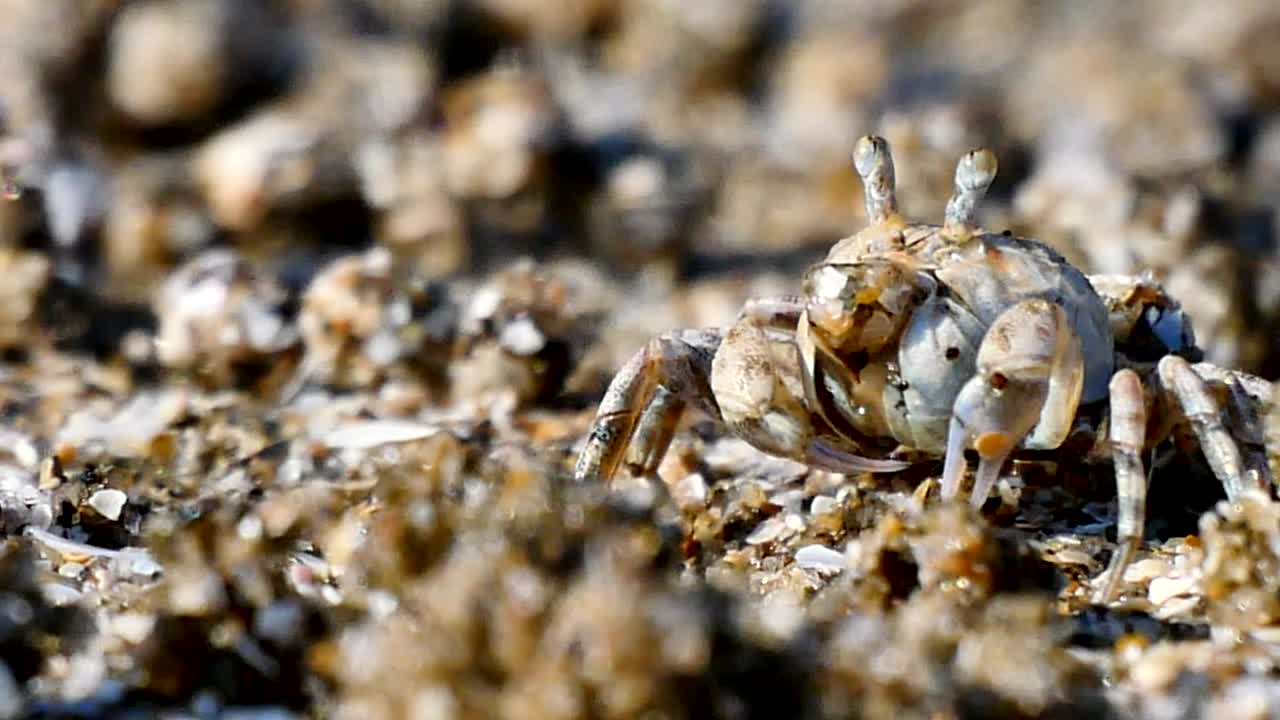 모래 해변에서 음식을 먹는 유령 크래브를 가게 보세요.