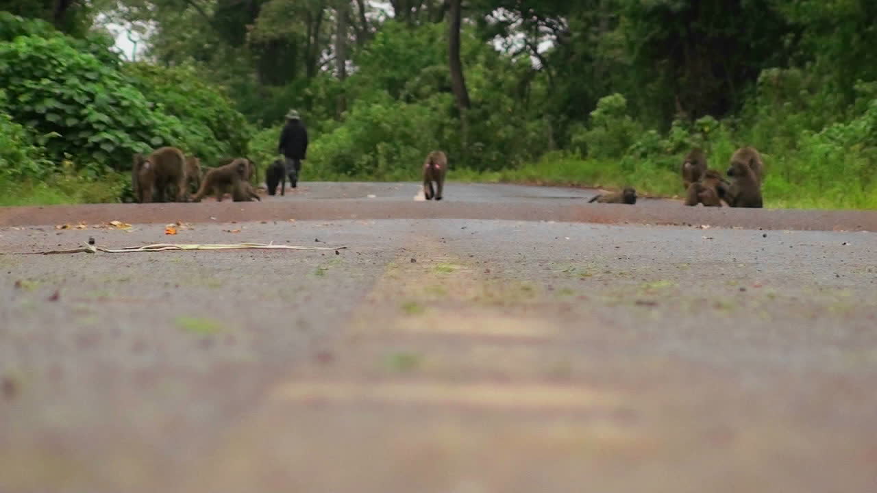 개코원숭이는 아프리카의 길에서 놀고 있다
