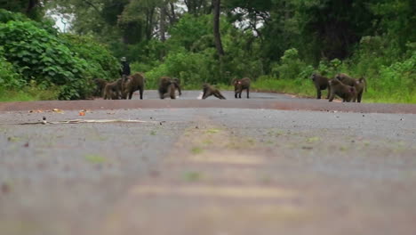 Paviane-Spielen-Auf-Einer-Straße-In-Afrika