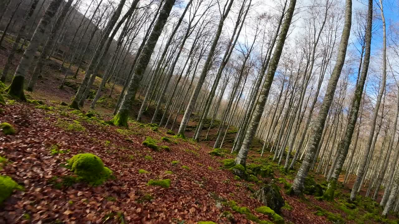 가을에 숲에서 fpv 드론 비행, 땅은 이끼와 녹색 초목에 눈에 띄는 마른 갈색 잎으로 가득합니다