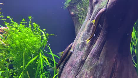 underwater shot of red scissortail rasbora swimming