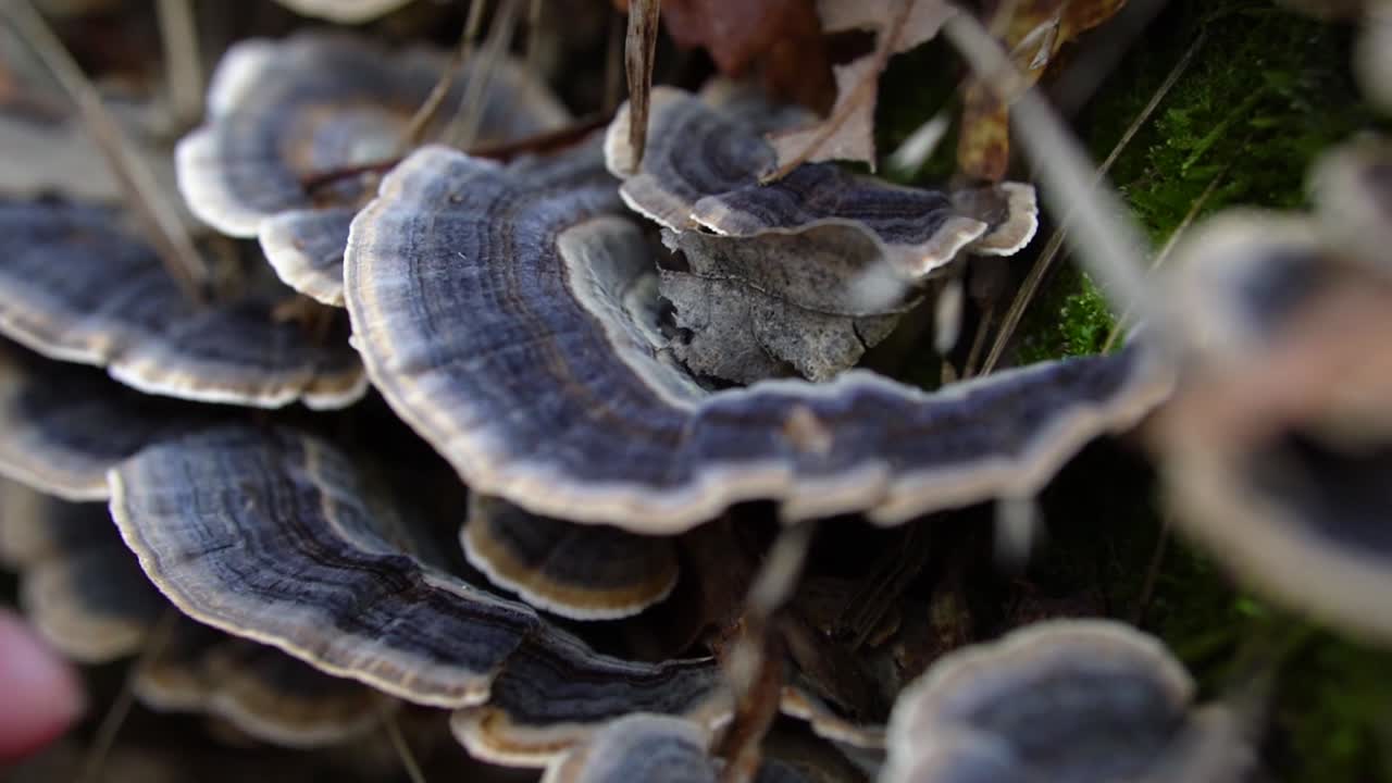 Female finger touching purple colored turkey tail wood mushrooms in the forest