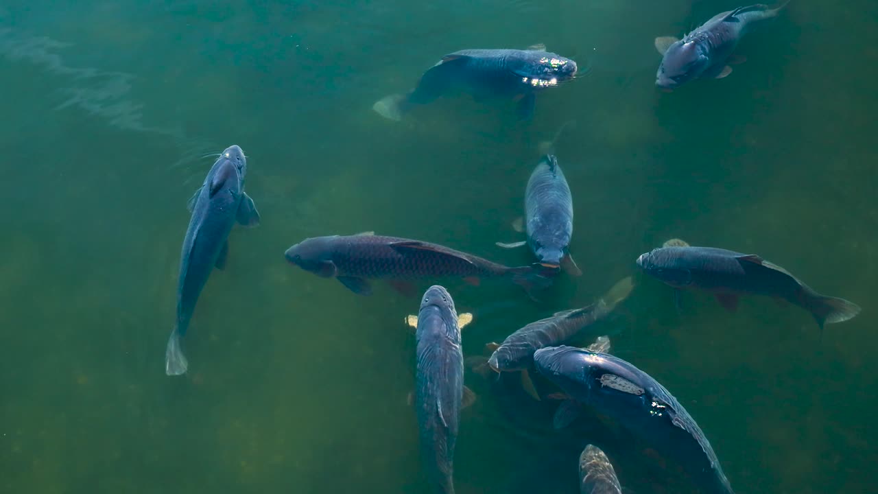 연못에서 헤엄치는 잉어 떼