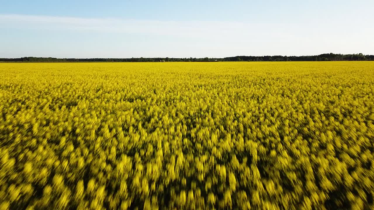 vuelo aéreo ascendente sobre el floreciente campo de colza, volando sobre flores amarillas de canola, paisaje idílico de agricultores, hermoso fondo natural, disparo de drones avanzando bajo