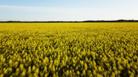 Vuelo-Aéreo-Ascendente-Sobre-El-Floreciente-Campo-De-Colza,-Volando-Sobre-Flores-Amarillas-De-Canola,-Paisaje-Idílico-De-Agricultores,-Hermoso-Fondo-Natural,-Disparo-De-Drones-Avanzando-Bajo