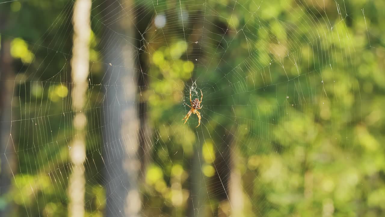 Spider swaying gently in the wind within its web, captured in a tranquil forest.