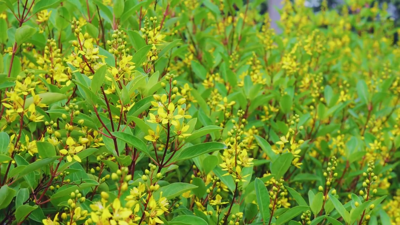 Closeup of blooming Golden Thryallis flowers gently swaying in the breeze showcasing vibrant yellow blossoms in a lush tropical landscape