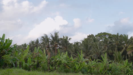 banana and coconut trees on tropical landscape of ubud in bali island, indonesia