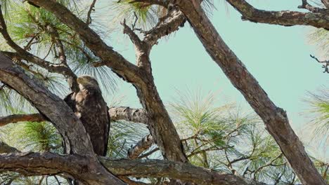 Young-bald-eagle-framed-on-left-side-with-copy-space-to-the-right-in-a-pine-tree-on-a-windy-day