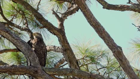 young bald eagle framed on left side with copy space to the right in a pine tree on a windy day