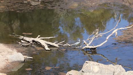 australian heron bird at broken tree branches wading in riverbed water