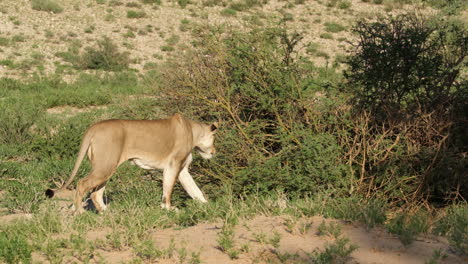 leona en la sabana cazando lentamente a su presa entre los arbustos