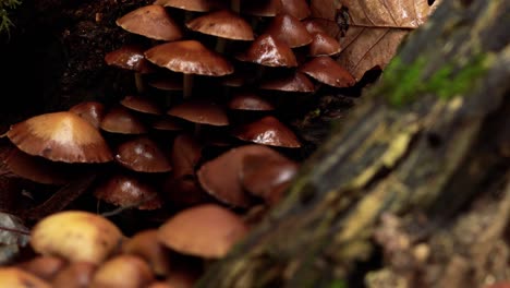 zoom de 4k hacia el secado de hongos desde una perspectiva macro