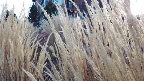 fall bushes in the wind