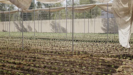 Little-cempasuchil-seedlings-are-getting,-greenhouse-fields