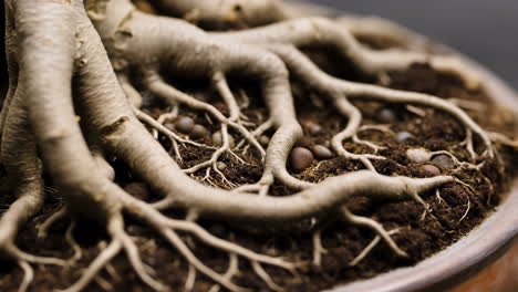 intricate exposed roots of a bonsai tree