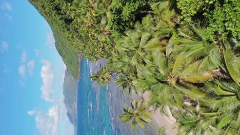 slow drone flight over tropical palm trees growing at coastline of samana