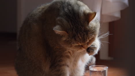 cute british shorthair cat dipping his paw in little glass of water and drinking