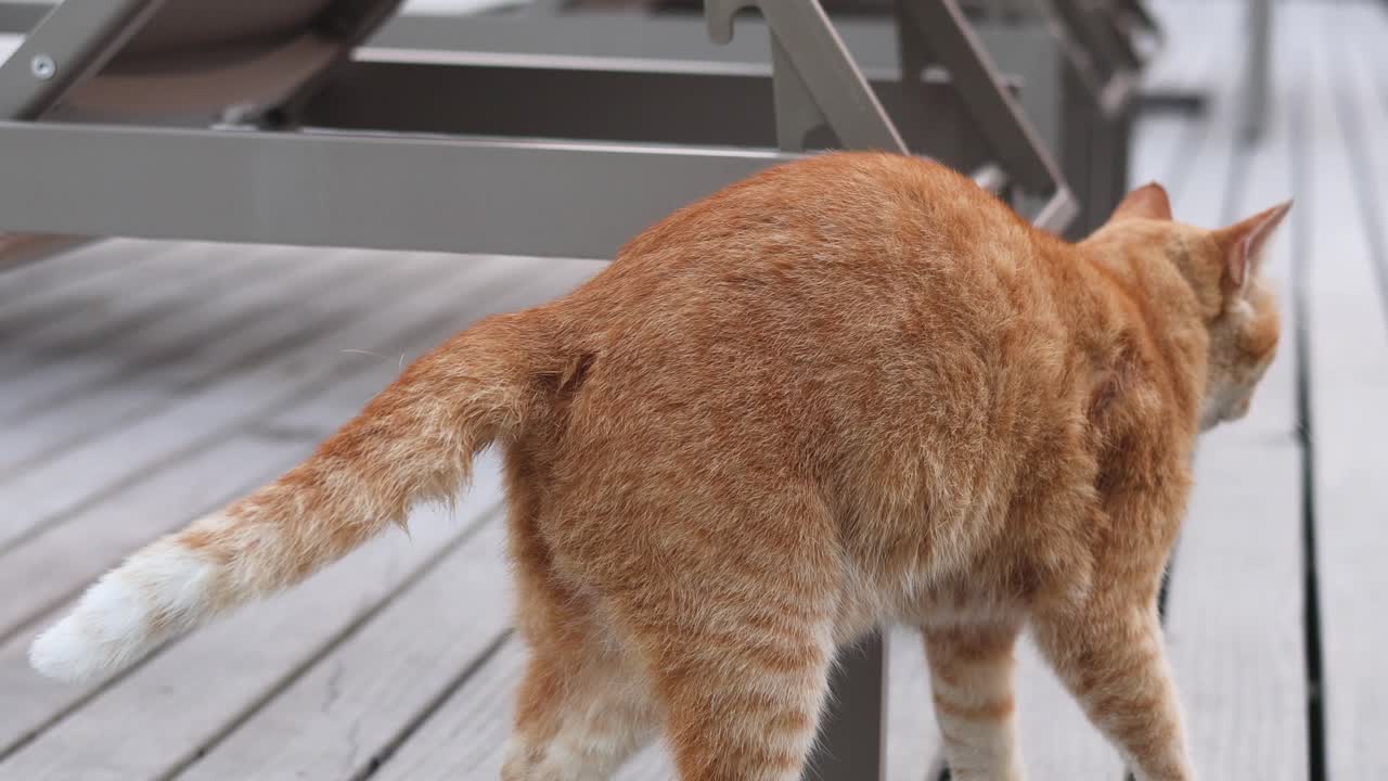 Orange cat walking and stretching on a deck