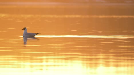 single black-headed gull swimming in northern golden dreamy lake