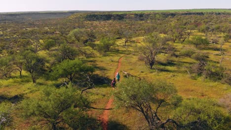 Aerial-drone,-hikers-following-red-earth-trail-through-native-wildflowers-and-scrub,-Western-Australia