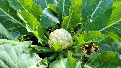 Rohes-Und-Frisches-Blumenkohlgemüse,-Das-Auf-Seiner-Pflanze-Auf-Dem-Feld-Wächst