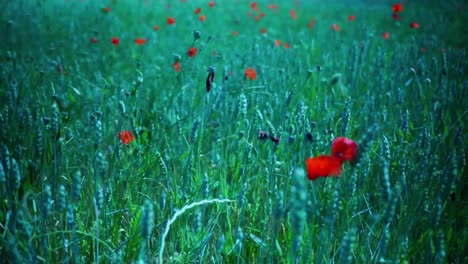Mohnwiese-Mit-Roten-Blumen-Im-Wind-Und-Hellem-Gras