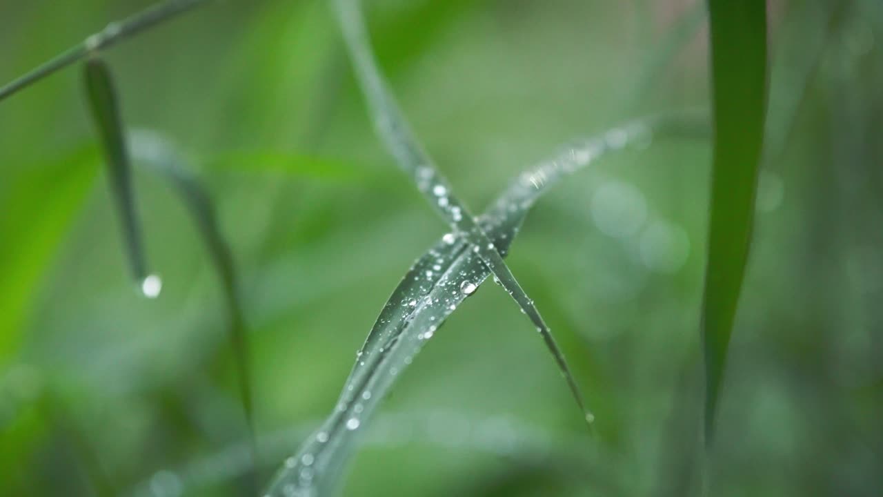 Close-up shot of dewdrops glistening on green grass blades. Fresh and detailed look at morning moisture in a lush environment.